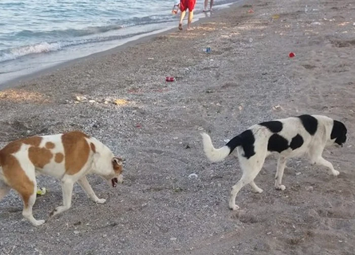 Câini vagabonzi pe plajă Foto Gabi Niculina