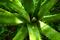 aloe vera 2631853 1280 jpg