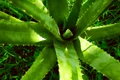 aloe vera 2631853 1280 jpg