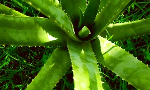 aloe vera 2631853 1280 jpg