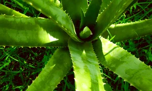 aloe vera 2631853 1280 jpg