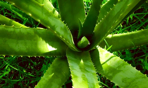 aloe vera 2631853 1280 jpg