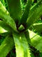 aloe vera 2631853 1280 jpg