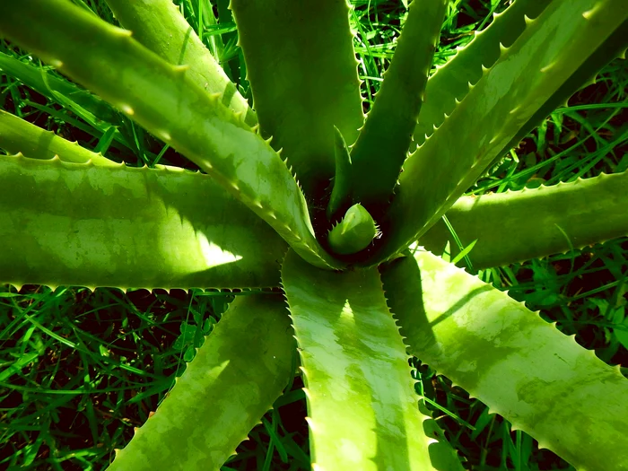 Aloe Vera are proprietăți terapeutice / foto: Pixabay