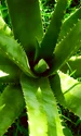 aloe vera 2631853 1280 jpg
