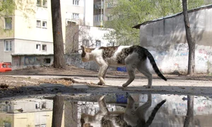 Destin de pisică jpeg