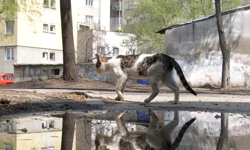 Destin de pisică jpeg