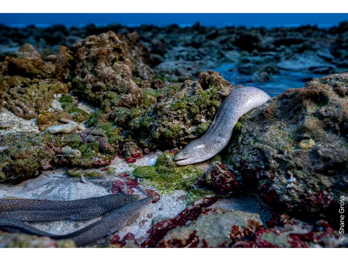 Shane Gross, „Like an Eel out of Water”/FOTO: @shanegrossphoto