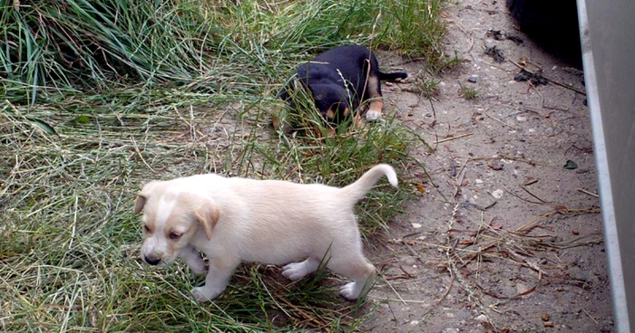 Doar unul dintre căţei a supravieţuit 