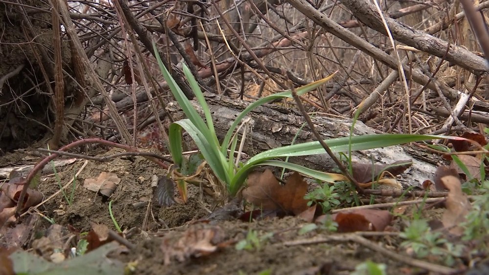 Prazul cu gust de usturoi. Face parte din flora spontană, iar cercetătorii speră să impună planta în ferme și grădini