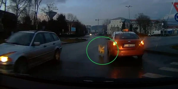 captura video cu caine legat de taxi cluj  foto facebook mara marginean