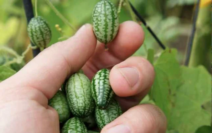 Cucamelon FOTO Wikipedia