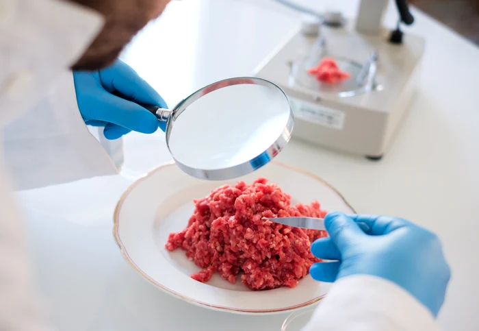 Un cercetător studiază cu lupă o bucățică de carne luată cu penseta
