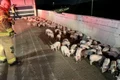 autostrada ohio porci jpg