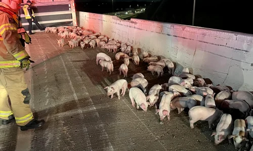 autostrada ohio porci jpg
