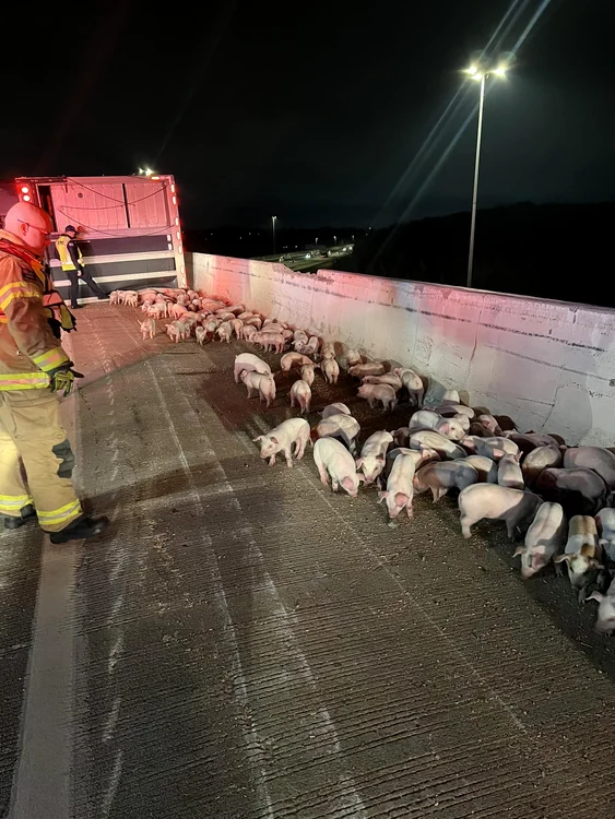 1.900 de purceluși au „evadat” pe o șosea din Ohio (Foto: Facebook/Vandalia Division of Fire)