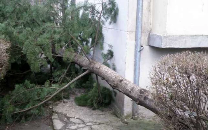 Bradul a spart fereastra la un apartament de la etajul al treilea. foto: totusipovestile.blogspot.com