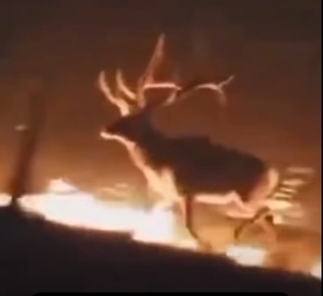 Imagini cutremurătoare cu animale care fug înnebunite din calea flăcărilor uriașe care au cuprins pădurile în Franța