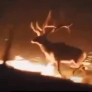 cerb incendiu captură video jpg