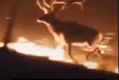cerb incendiu captură video jpg