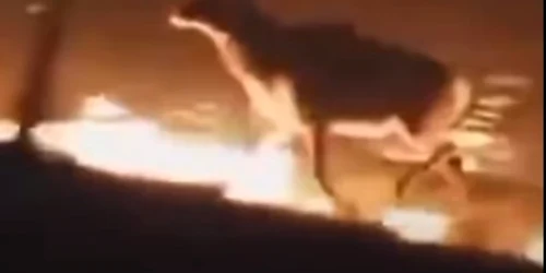 cerb incendiu captură video jpg
