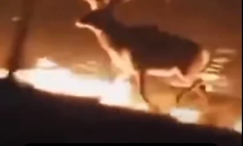 cerb incendiu captură video jpg