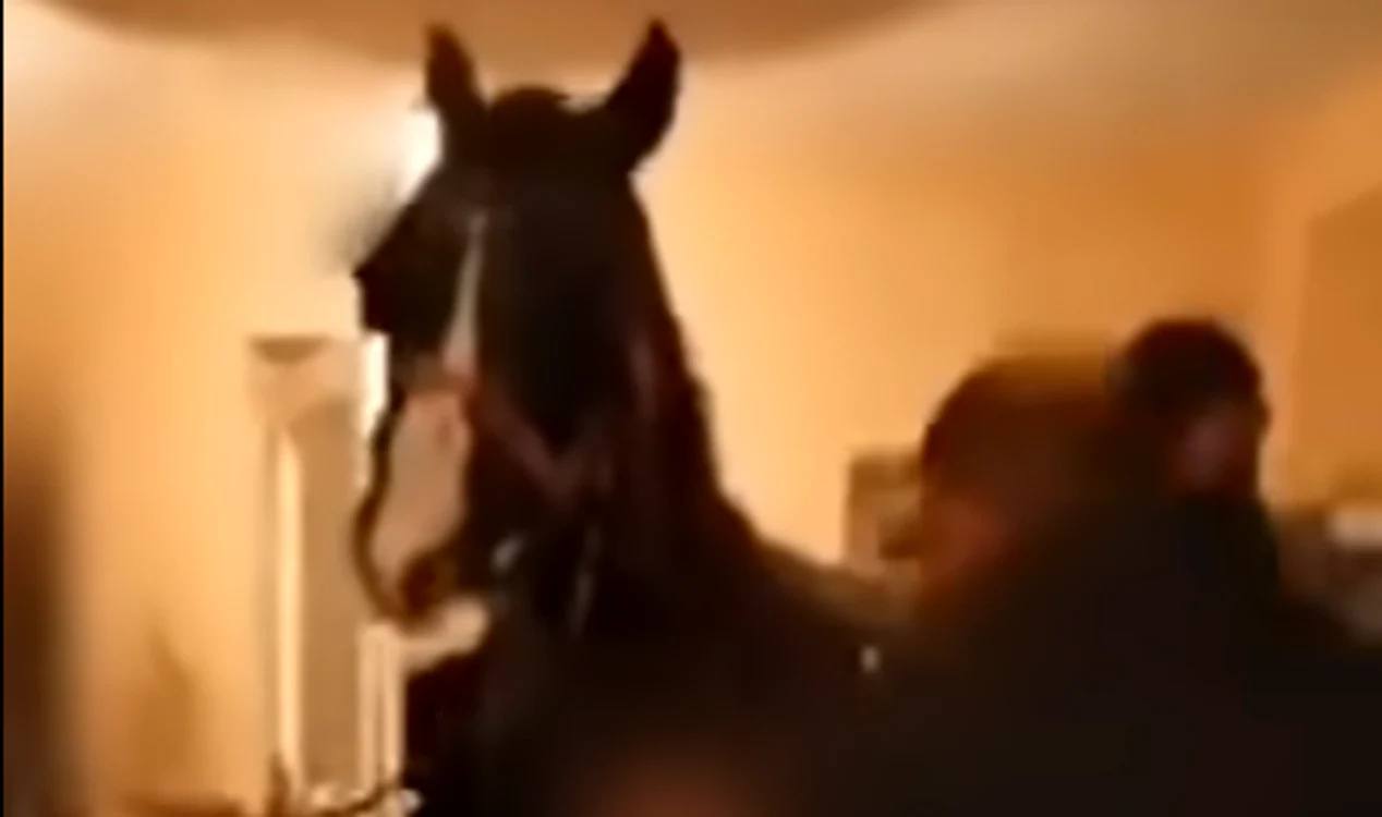 
    Petrecăreții s-au filmat cu calul la masă și au făcut imaginile publicefoto: captură YouTube  