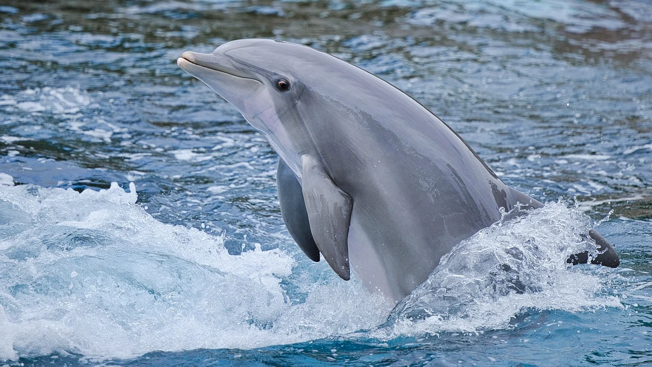 Delfinii eșuați pe litoralul românesc, un semnal de alarmă/ sursa foto: Pixabay