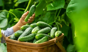 castraveti shutterstock1 jpeg