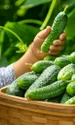 castraveti shutterstock1 jpeg