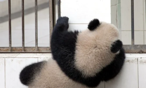 Un urs panda a vrut să evadeze, dar nu i a ieşit! (foto: Caters) jpeg