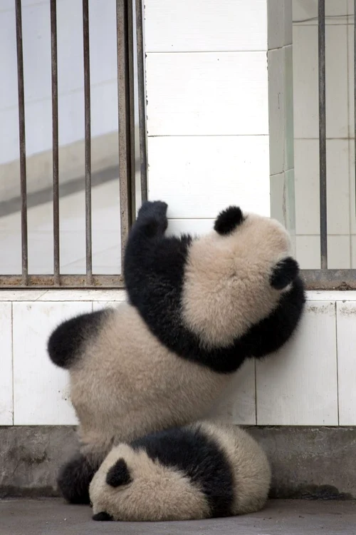 Un urs panda a vrut să evadeze, dar nu i-a ieşit! (foto: Caters)