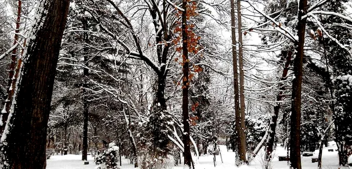 Roşu solitar perdut în mijlocul zăpezii