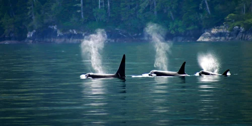 balene orca orci foto shutterstock