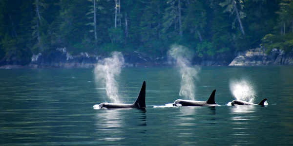 balene orca orci foto shutterstock