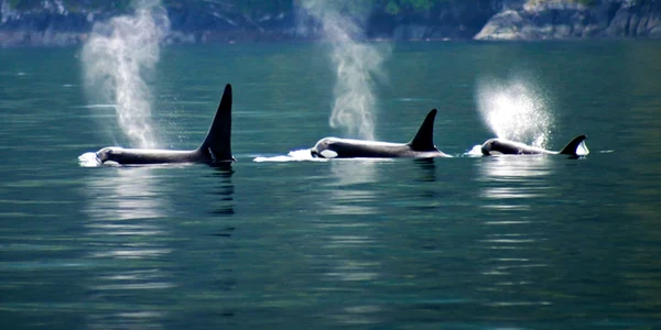 balene orca orci foto shutterstock