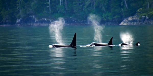 balene orca orci foto shutterstock