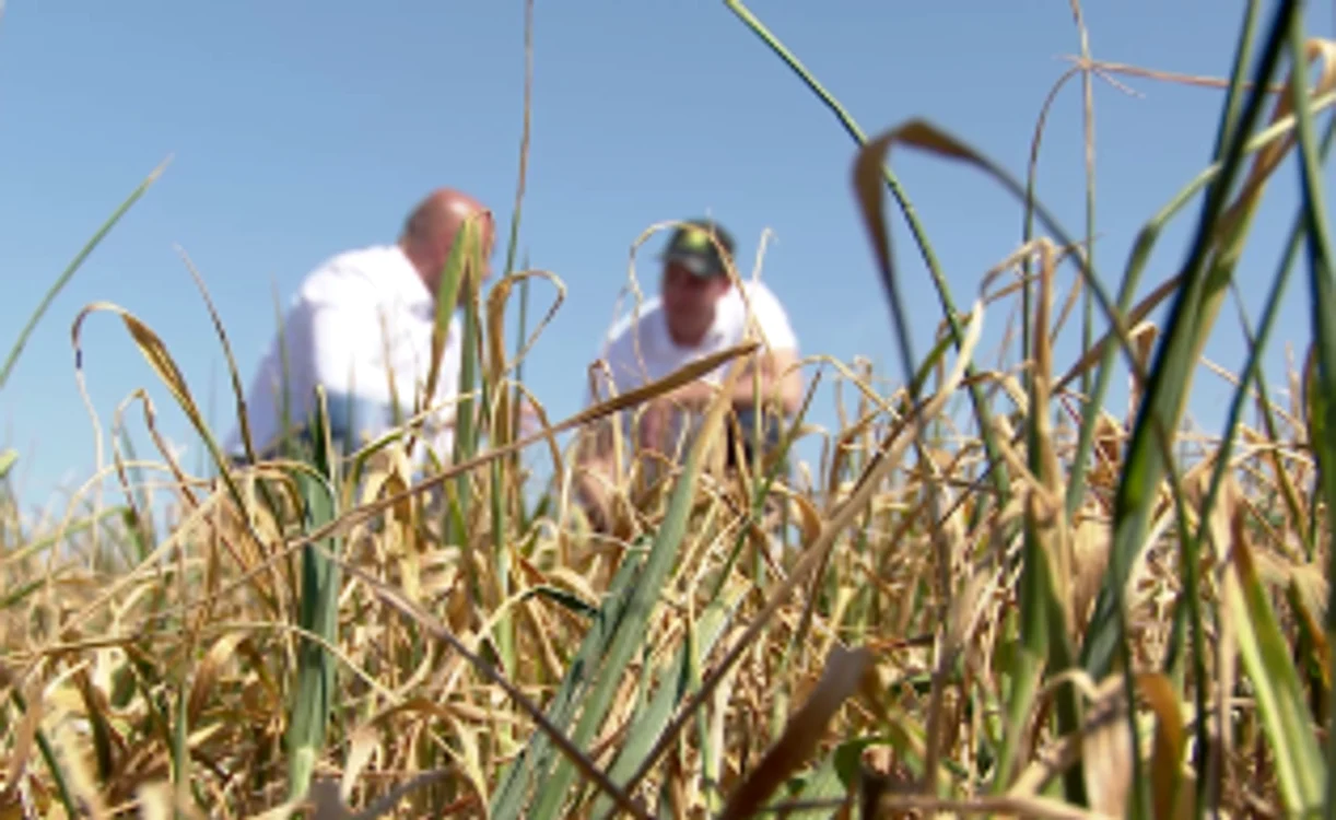 Seceta a făcut ravagii în sud-estul ţării FOTO Adevărul