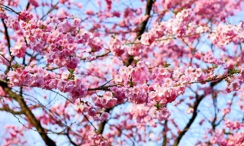 1 80484 original jpg jpeg