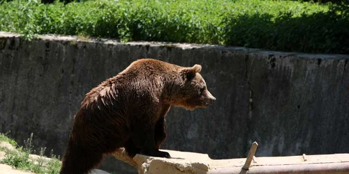 Târgovişte: Urşii au atacat mai mulţi turşti, la Padina