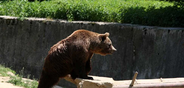 Târgovişte: Urşii au atacat mai mulţi turşti, la Padina