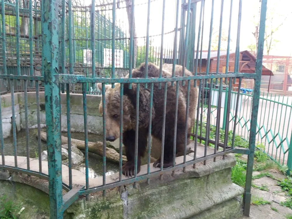 Ursoaica de la Piatra Neamţ este acum la Sanctuarul Zărneşti FOTO Dan Sofronia