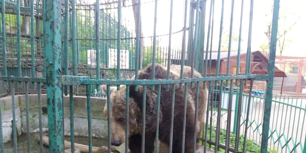 parkozla5