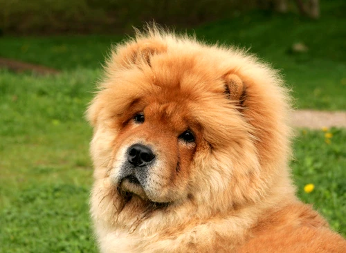 07 dog breeds chow chow jpg jpeg