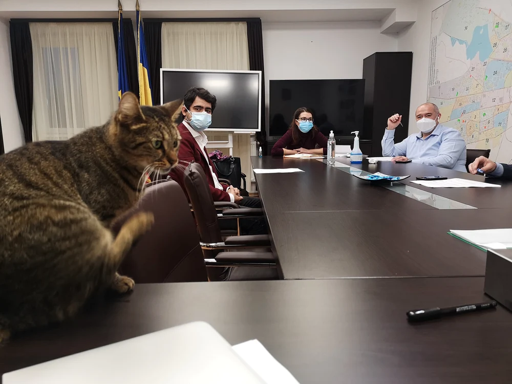 
    Miți a participat la ședința primarului sectorului 6, Ciprian Ciucu, cocoțată pe biroul lui  