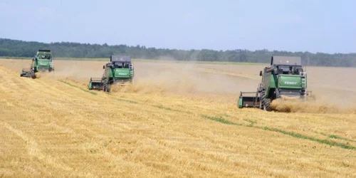 pret de referinta la grau FOTO Corina Macavei