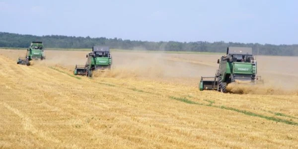 pret de referinta la grau FOTO Corina Macavei