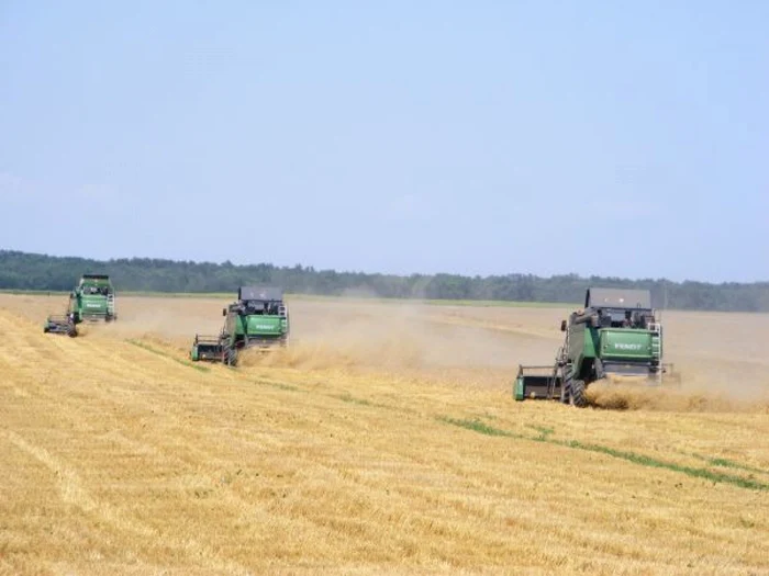 Producţia la grâu a fost afectată de ploi şi grindină FOTO Corina Macavei