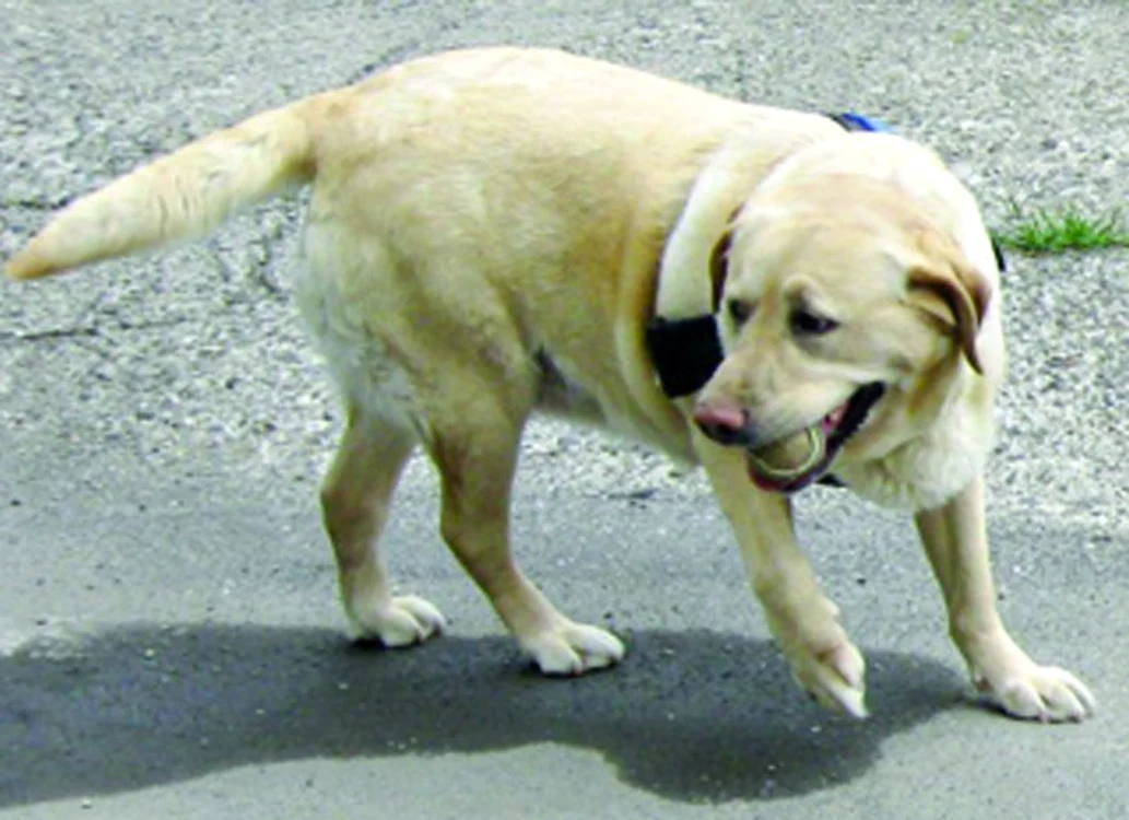 Posesorii de labrador nu prea inspiră încredere