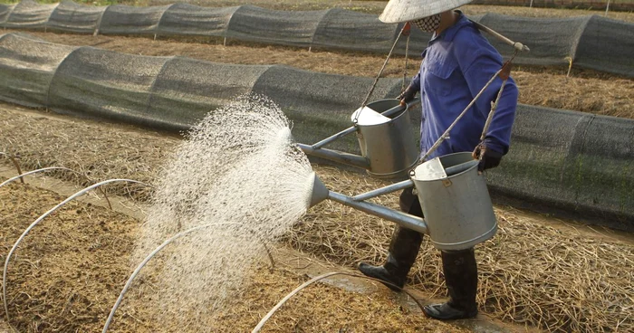 Amprenta de apă măsoară cantitatea de apă proaspătă folosită la producerea bunurilor şi serviciilor şi este indicatorul unei agriculturi sustenabile.